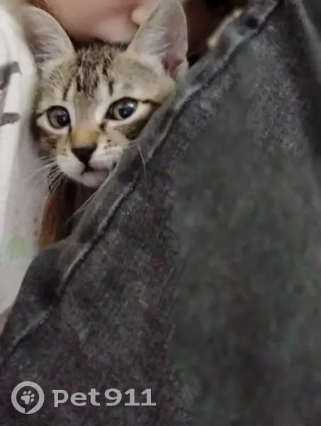 Кошка найдена: наб. Ушайки, Томск - photo