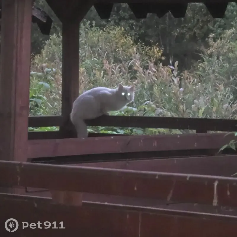 Кошка найдена в Лодейнопольском поселении - photo