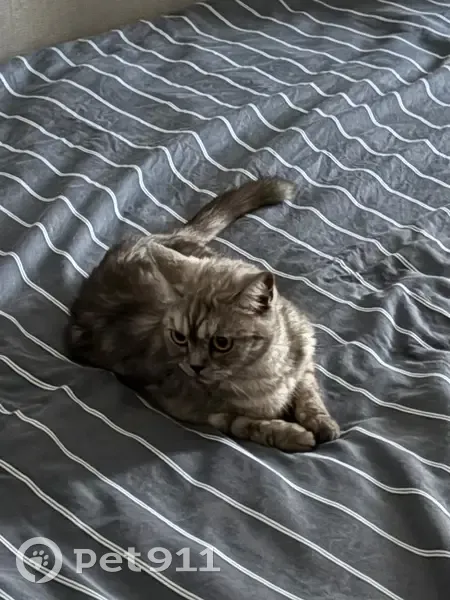 Пропала кошка, Аэродромная 24, Самара - photo