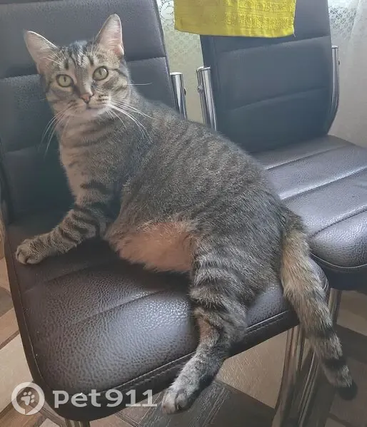 Пропала кошка, Окружное ш., Архангельск - photo