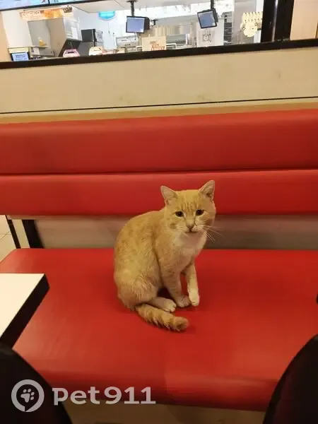 Кошка найдена: ул. Зари, 21, Н. Тагил - photo