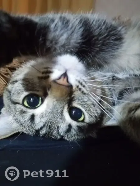 Пропала кошка, Челябинск, ул. Артёма, 27 - photo