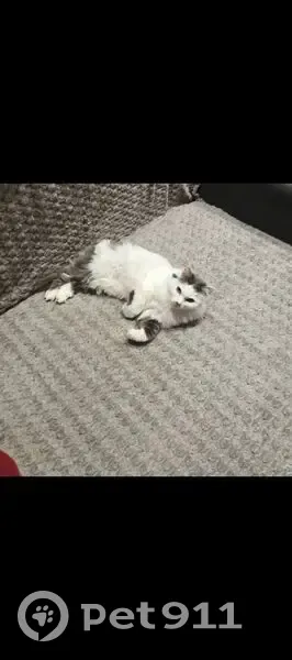 Пропала кошка Мура, ул. Циолковского 10 - photo