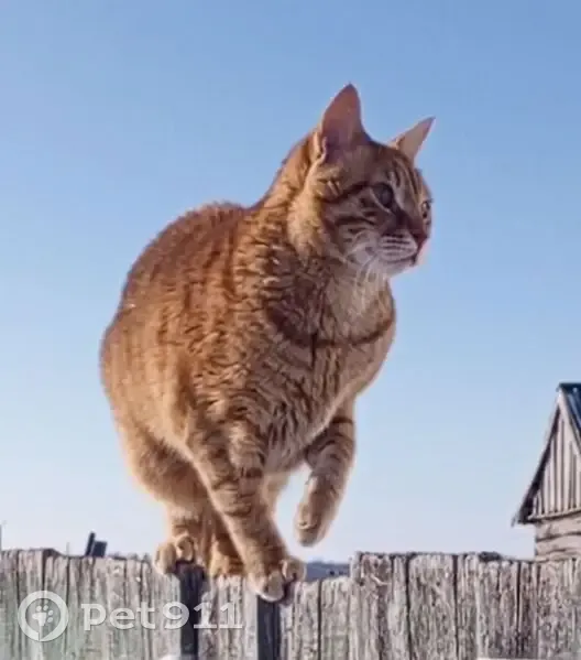 Пропала кошка, ул. Энергетиков, Бураево - photo