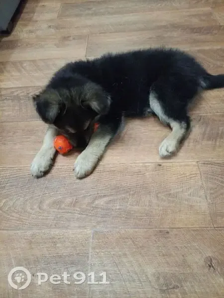 Щенок найден в СО «Сокольники», Ульяновск - photo