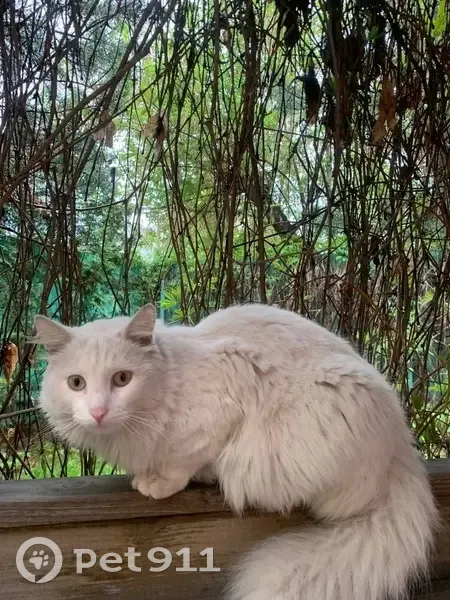 Пропал кот Паша, Омск, 2-я Затонская, 20 - photo