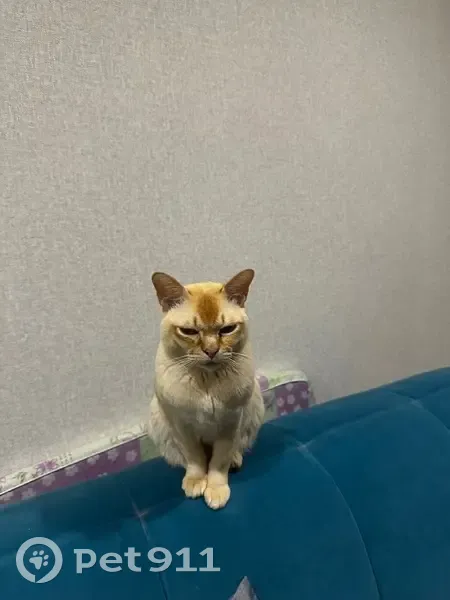 Пропала кошка, Кульшарипово, Татарстан - photo