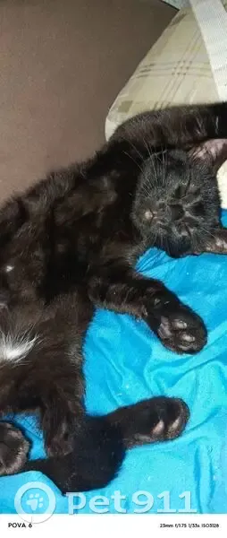 Пропала кошка, ул. Новосёлов 5, Сыктывкар - photo