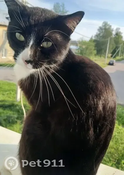 Пропала кошка, Радофинниково, Ленобласть - photo