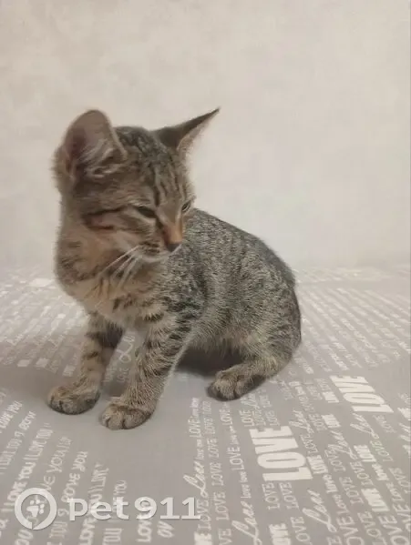 Котенок найден: Нижегородская область - photo