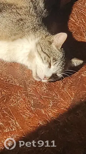 Найдена кошка: 41К-105, Ленобласть - photo