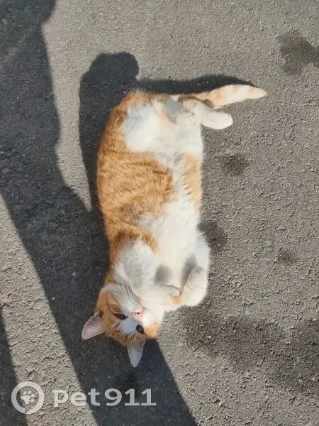 Пропала кошка на Дзержинского 211, Новороссийск - photo