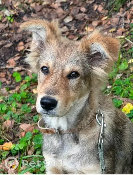 Щенок найден: пр. Мира, 24, Новокузнецк - photo