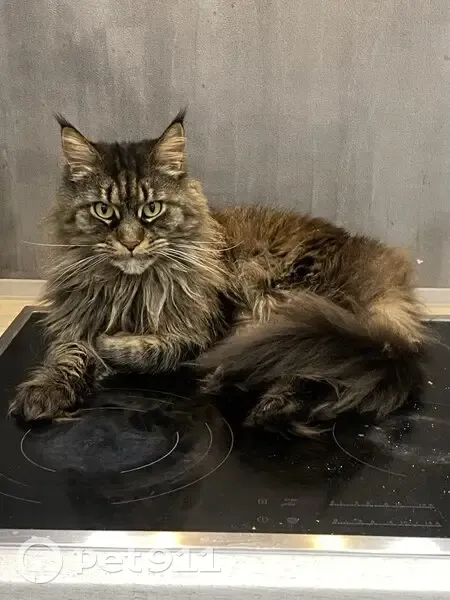 Пропала кошка, Западный Обход 39/2 к7 - photo