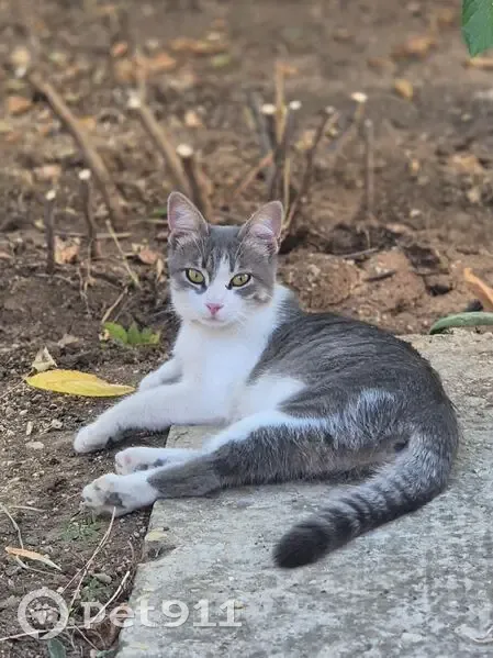 Пропала кошка Сёма, шоссе Моргунова - photo
