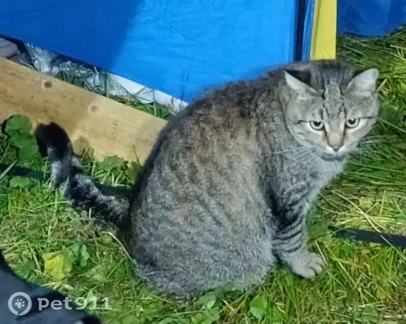 Пропала кошка у Лунной поляны 91Н-016 - photo