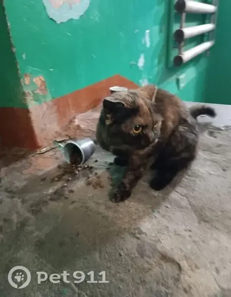 Кошка найдена, Федоровского 6 к2, Норильск - photo