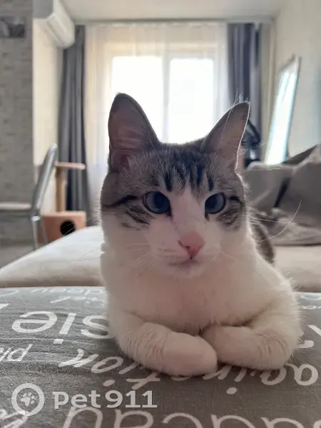 Пропала кошка, переулок Маношина 75, Суксун - photo