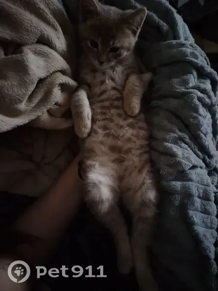 Пропала кошка, ул. Карла Маркса, Залари - photo