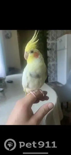 Пропала птица, Музейная ул., Монино - photo