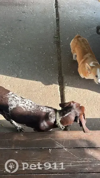 Собака найдена, Вольное-Замьяны - photo