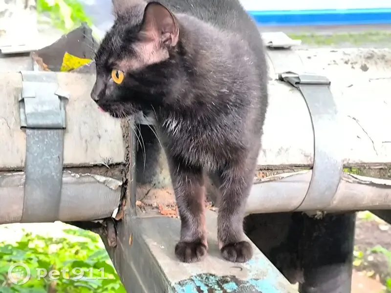 Найдена чёрная кошка, ул. Ленина, 3 - photo
