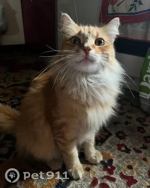 Пропала кошка, ул. Орджоникидзе 112, Омск - photo