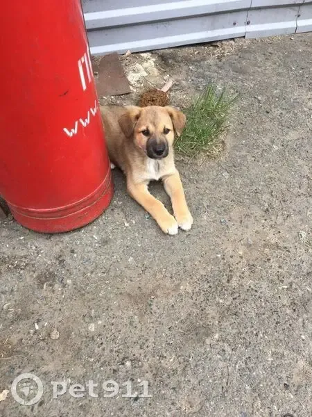 Пропала собака, Плеханово, Тюм. обл. - photo