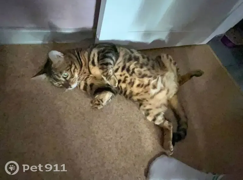 Пропала бенгальская кошка, Омск - photo