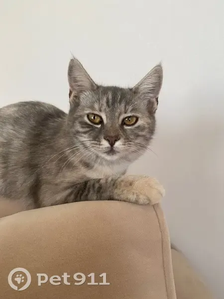 Пропала кошка, ул. Карла Маркса, 1В - photo