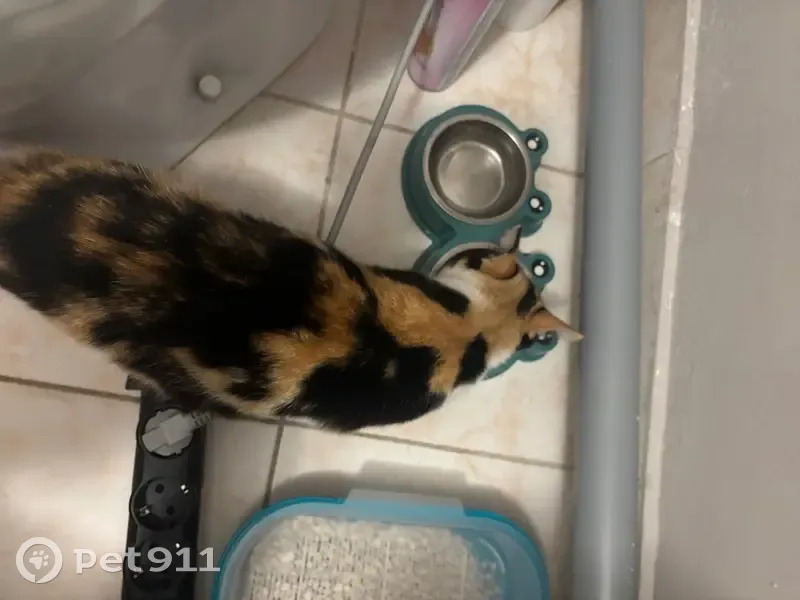 Кошка найдена, Тульская область, срочно забрать - photo