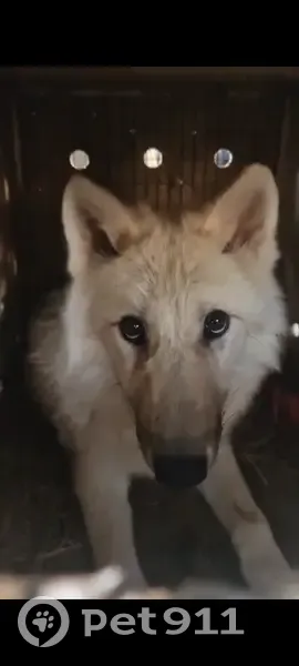 Пропал Волкособ, Миллионная 132, Тбилисская - photo