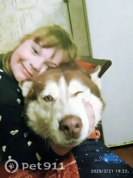 Пропала собака, Венец, Нижегородская обл. - photo