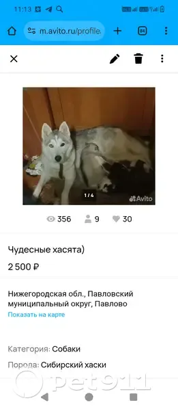 Пропала собака, Венец, Нижегородская обл. - photo