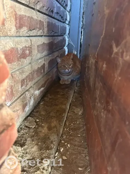 Кошка найдена: Мостовая ул., 30, Курск - photo