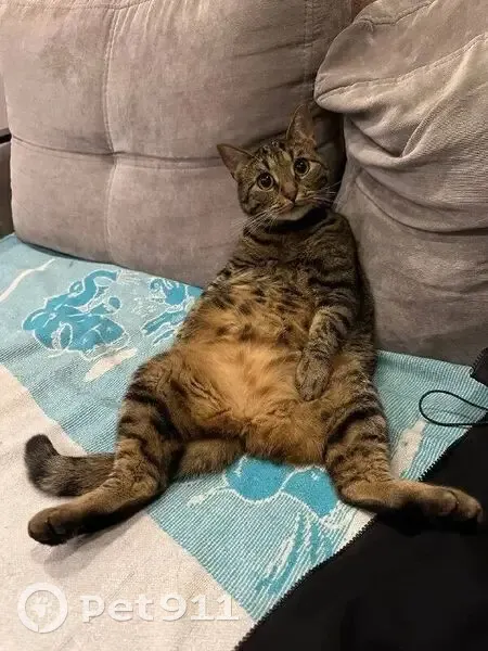 Пропала кошка, ул. Пушкина 153, Благовещенск - photo