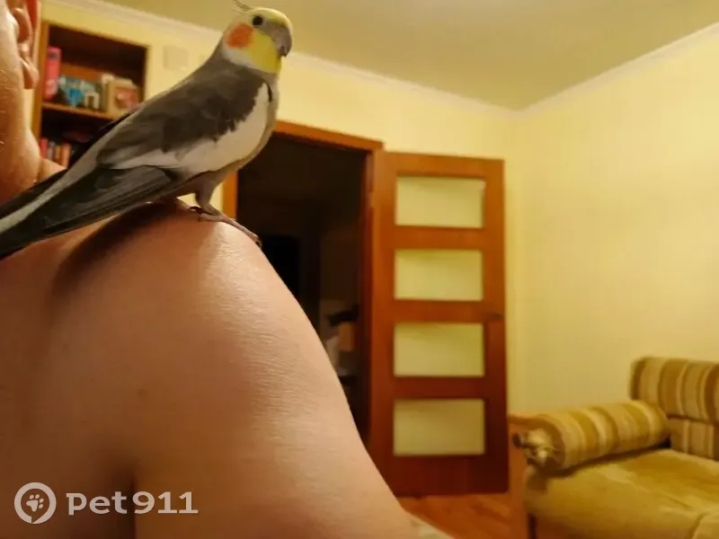 Пропал попугай: Бродовское с/п, 20К-В2-0 - photo