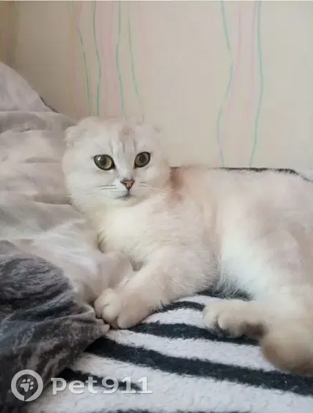 Пропала кошка, Первомайская 113, Жлобин - photo