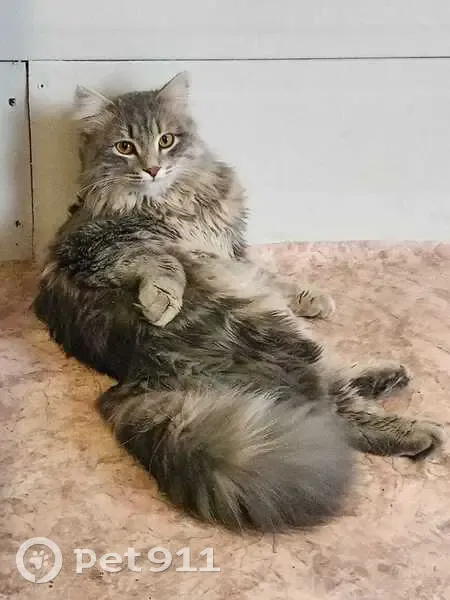 Пропала кошка, Лесная ул., Чипышево - photo