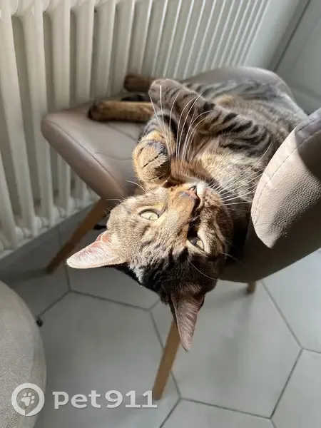 Пропала кошка, Тверская область, бенгал. - photo