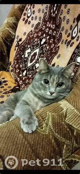 Пропала кошка, Жуковка, Больничная ул. - photo