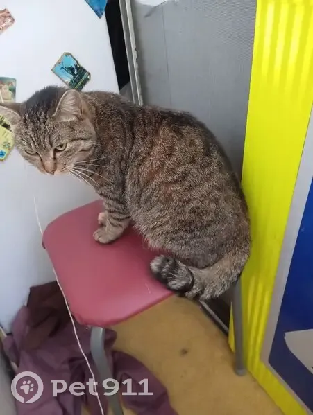 Кошка найдена, Алтайская 24, Томск - photo