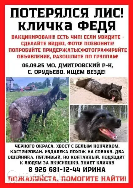 Пропал ЛИС, Орудьево, Центральная 170 - photo