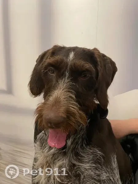 Пропала собака Нора, ЯНАО - photo