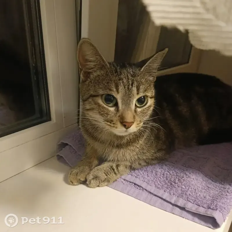 Кошка и котенок ждут хозяев, ул. Сафонова - photo