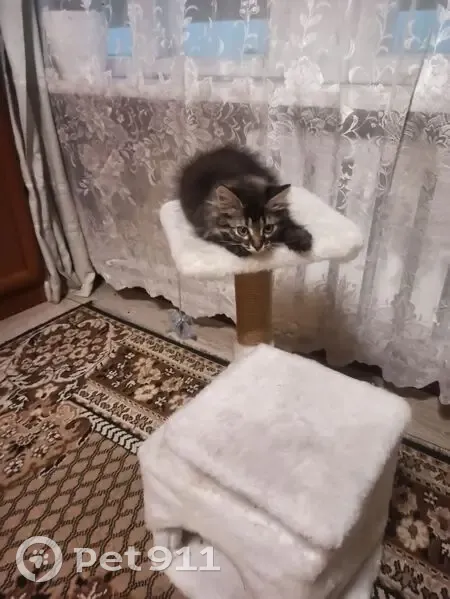 Пропала кошка, Волосковская Горка, Ржев - photo