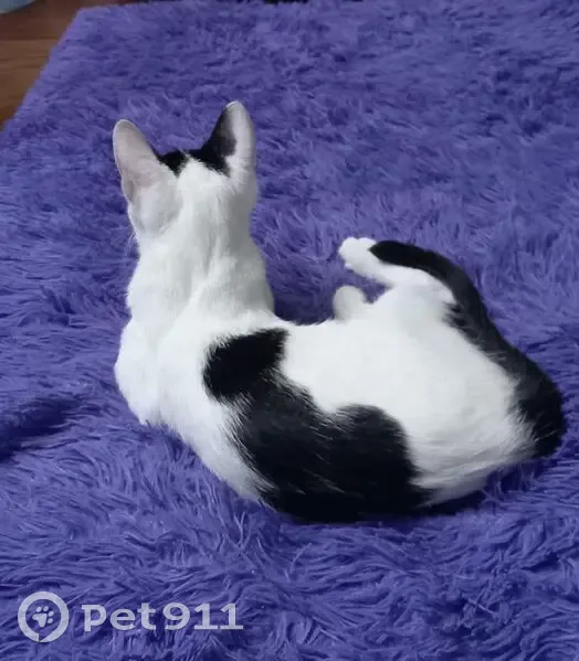 Пропала кошка в Иделе, Карелия - photo