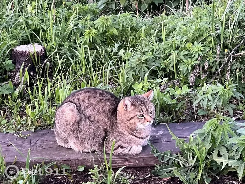 Пропал кот, ул. Пушкина, Калмаюрское СП - photo