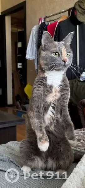 Пропала кошка, Центральный бульвар, 10 - photo