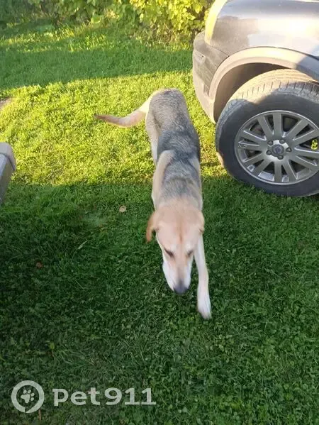 Собака найдена в Лёвихе, Свердловская обл. - photo